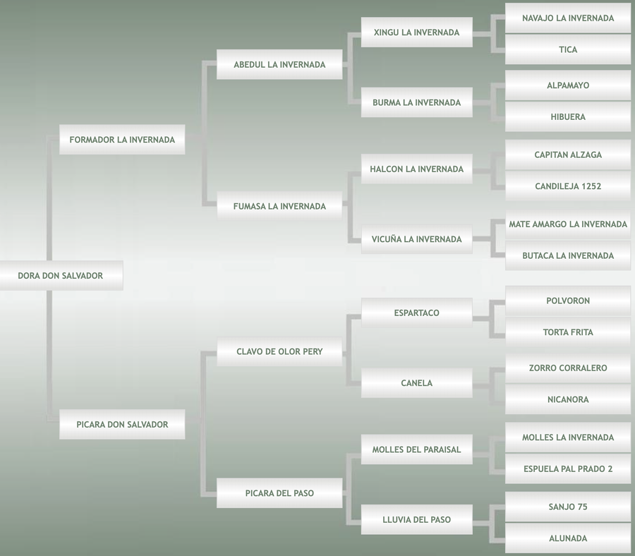 Lote Dora Don Salvador