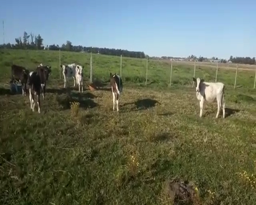 Lote 10 terneras Holando