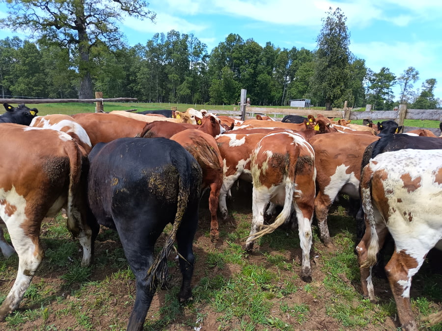 Lote 55 Vaquilla Engorda en Los Lagos, XIV Región Los Ríos