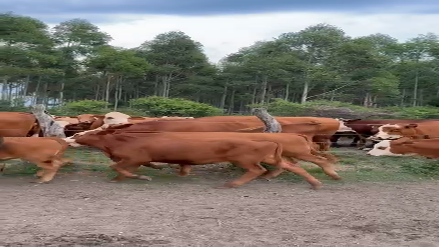 Lote 50 Terneros/as en Corrientes, Mocoretá