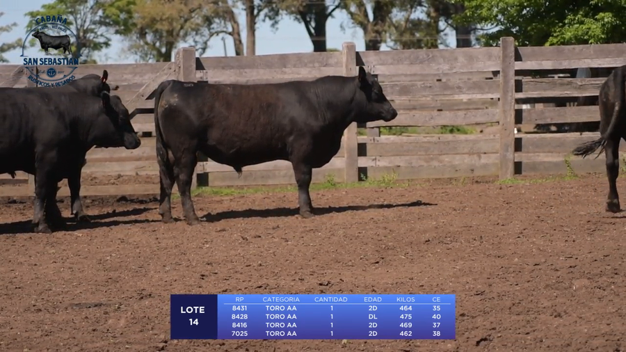 Lote Lote 14 - San Sebastian