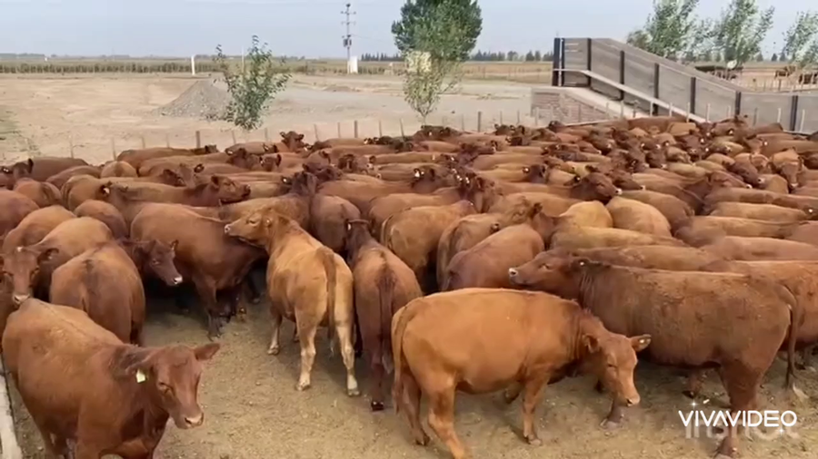 Lote 162 Vaquillonas P/ entorar en Lavalle, Mendoza