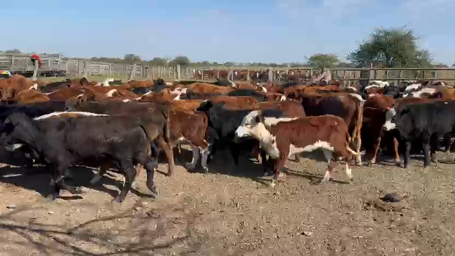 Lote 130 Terneros/as