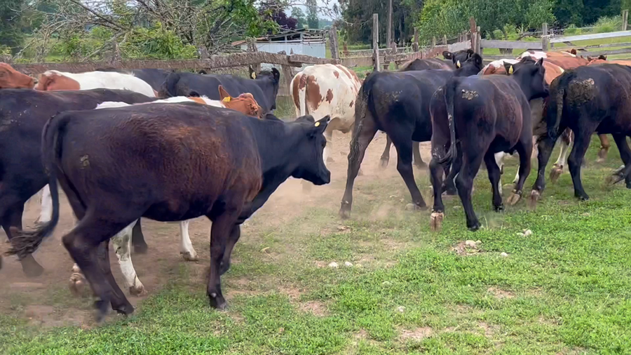 Lote 55 Vaquilla Engorda en Río Bueno, XIV Región Los Ríos