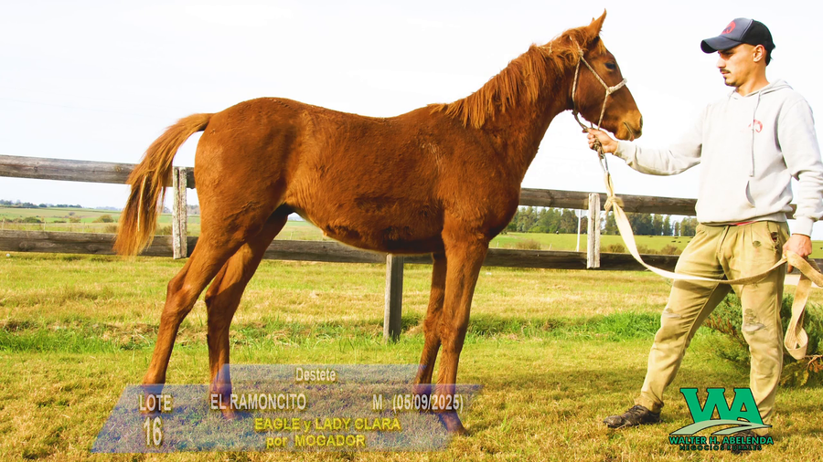 Lote EL RAMONCITO