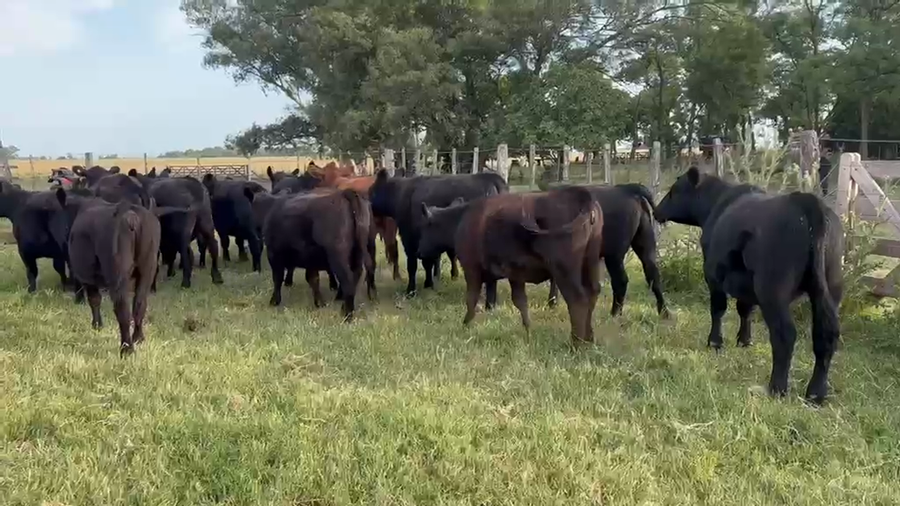 Lote 42 Terneros/as en Buenos Aires, Las Flores