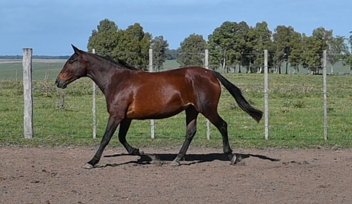 Lote HG CIGÜEÑA