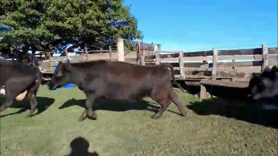 Lote VACAS DE INVERNADA