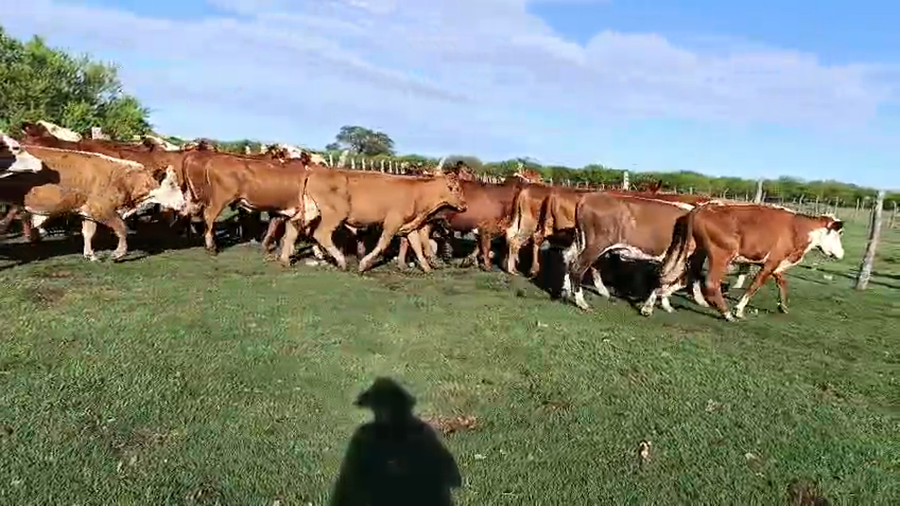 Lote 57 Novillitos en Corrientes, Sauce