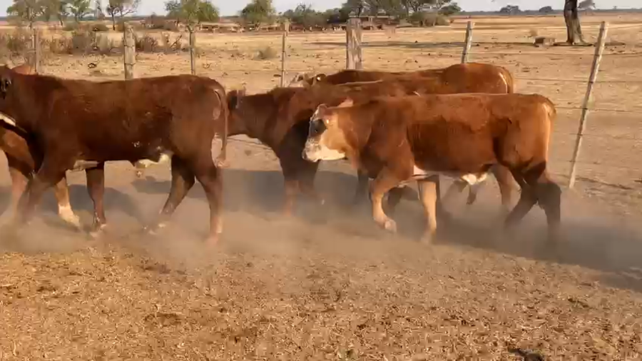 Lote 75 Terneros Braford en Sta. Margarita, Santa Fe