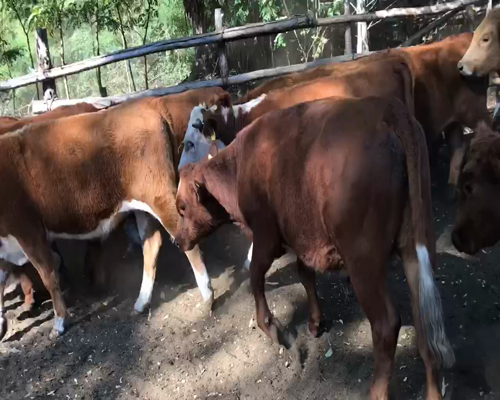 Lote 55 Novillo Engorda en VIII Región Biobío, Cabrero