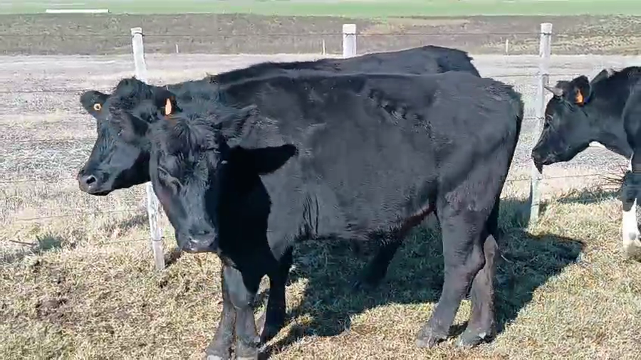 Lote 3 Novillos Cruzas a remate en Pantalla Camy en Ruta 23 Km 120
