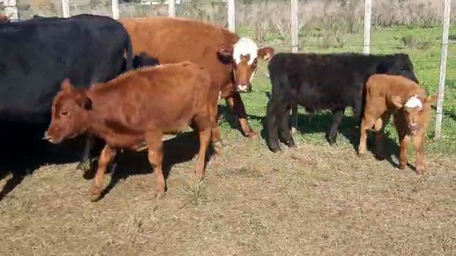 Lote 30 piezas de cria hereford y cruzas
