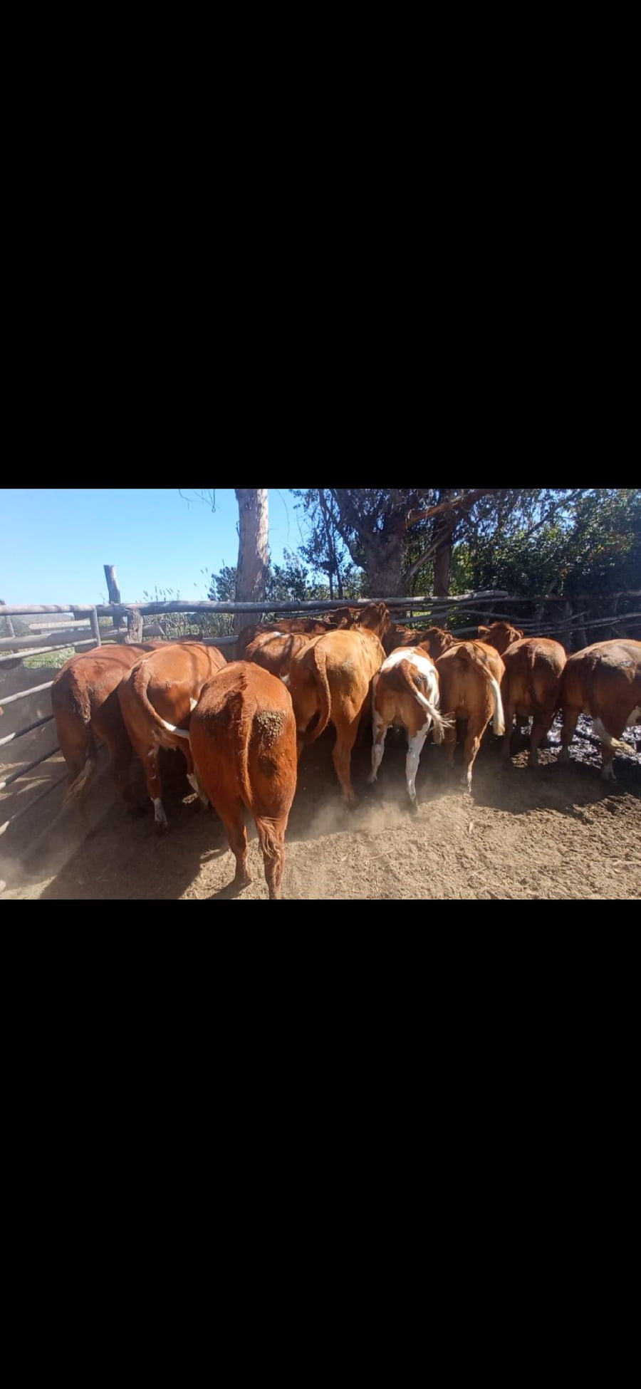 Lote 14 Ternera en  María Pinto, Región Metropolitana