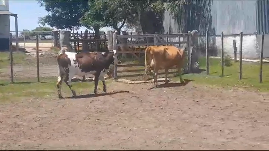Lote (Vendido)2 Piezas de cría HEREFORD a remate en #39 Pantalla Carmelo en PALO SOLO