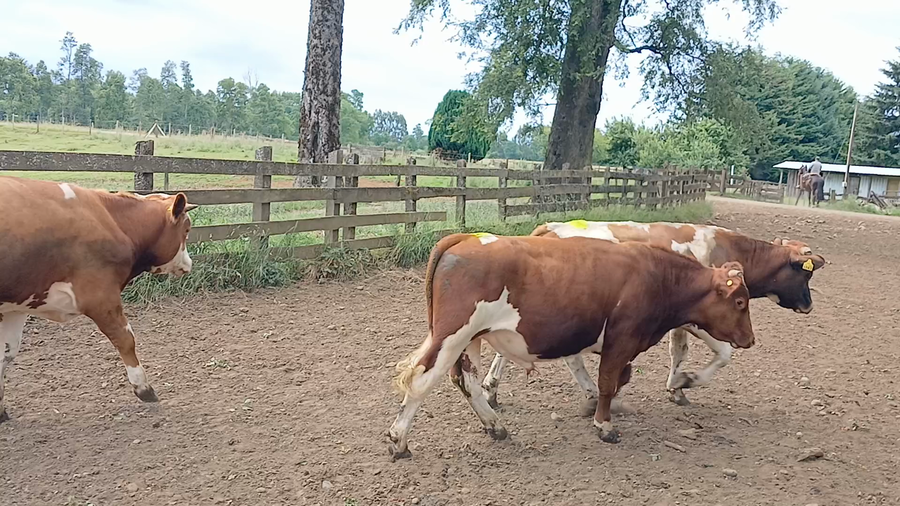 Lote 51 Novillo Engorda en Frutillar, X Región Los Lagos