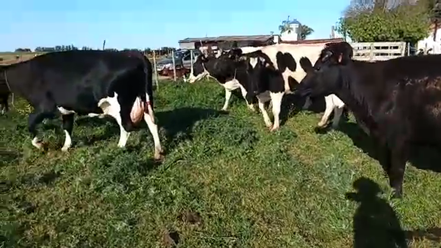 Lote 6 Vacas de Invernada HOLANDO a remate en REMATE POR PANTALLA 630kg - , San José