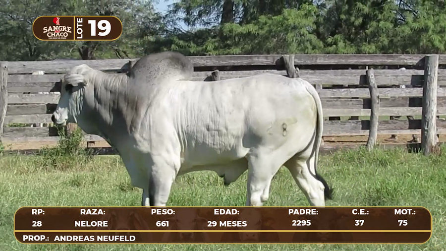 Lote Lote 19