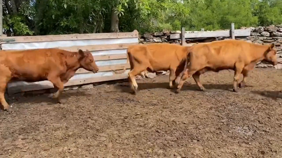 Lote Vacas de Invernada
