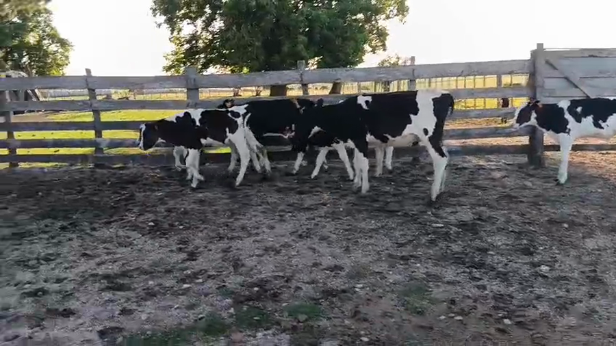 Lote 6 Terneros a remate en Pantalla Camy, San José