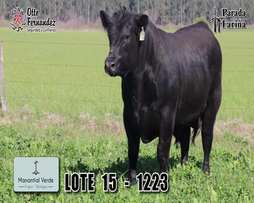 Lote 3 Toros a remate en Remate en Conjunto - Manantial Verde y Angus del Modelo, Artigas