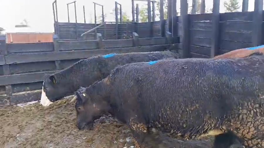 Lote 13 Vaquilla Gorda en Futrono, XIV Región Los Ríos
