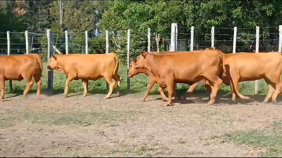 Lote VAQUILLONAS GORDAS