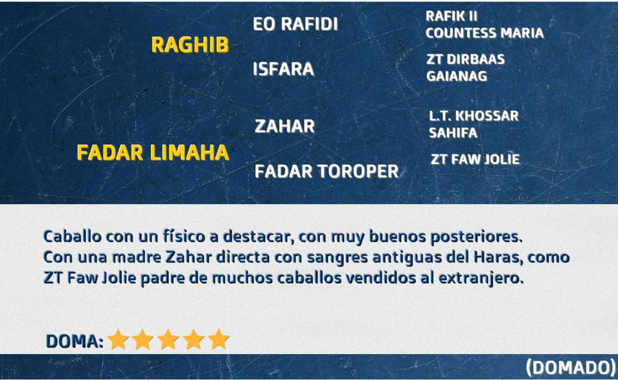 Lote FADAR LATINO
