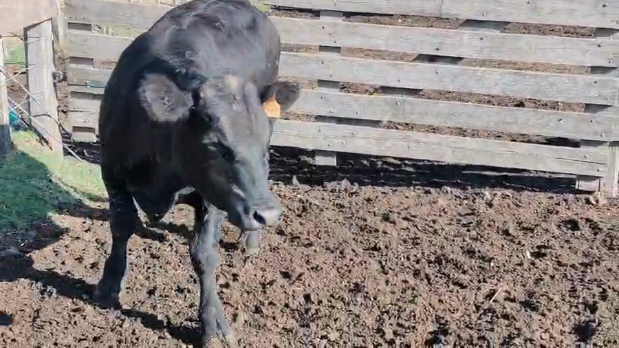 Lote Toros a remate en Pantalla Camy 400kg - , San José