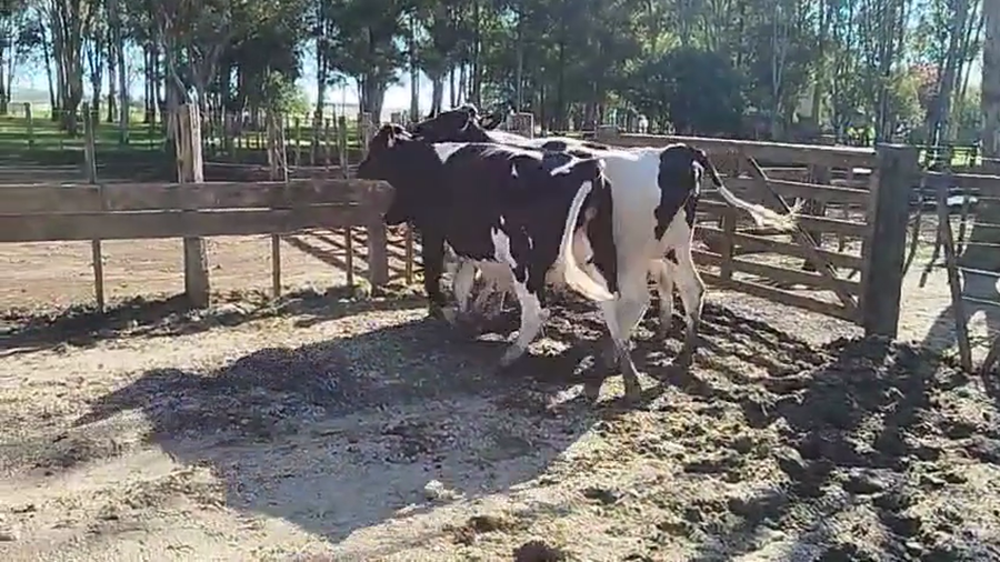 Lote 4 Vaquillonas  a remate en Pantalla Camy 480kg - , San José