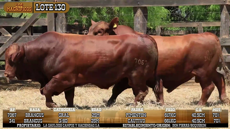Lote LOTE 130