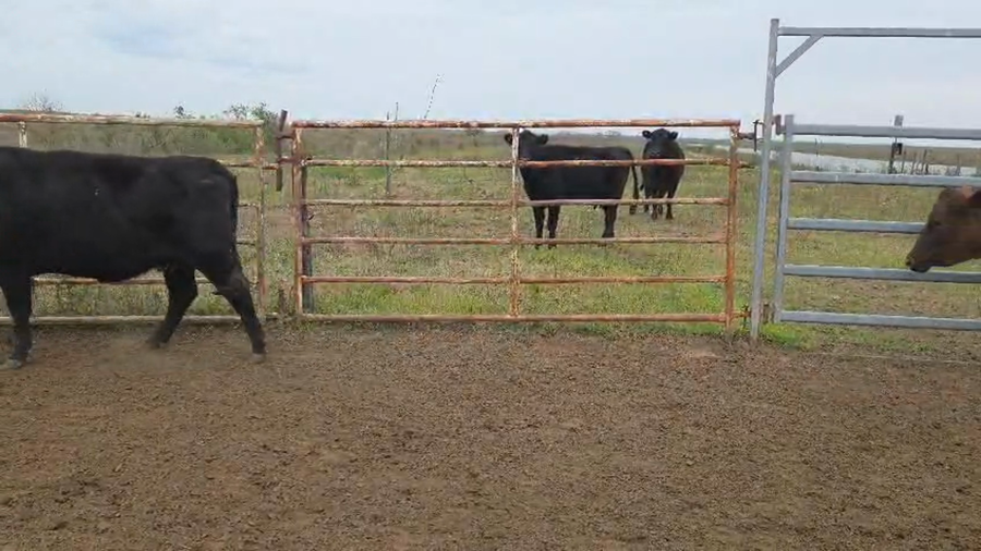 Lote 23 Vacas nuevas preñadas