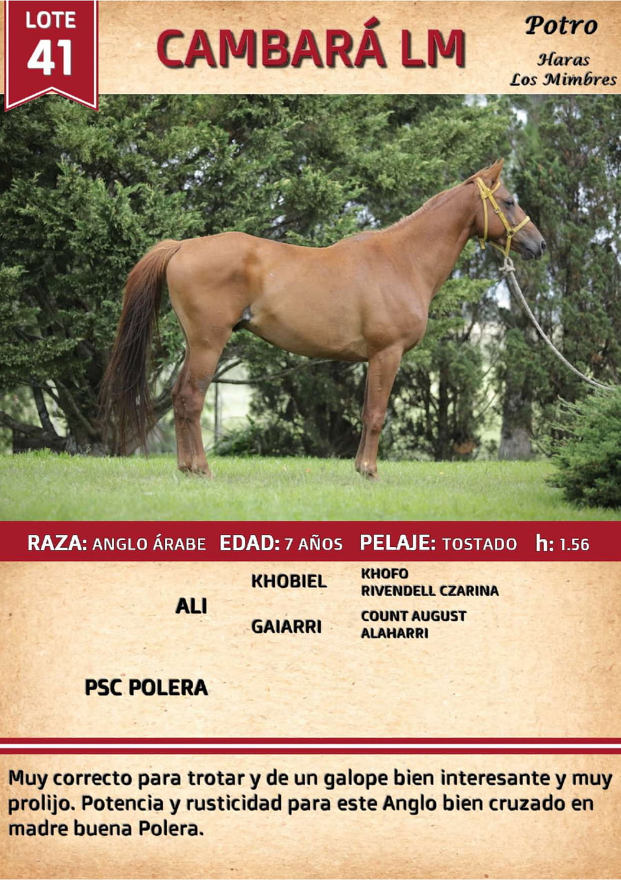 Lote CAMBARA LM