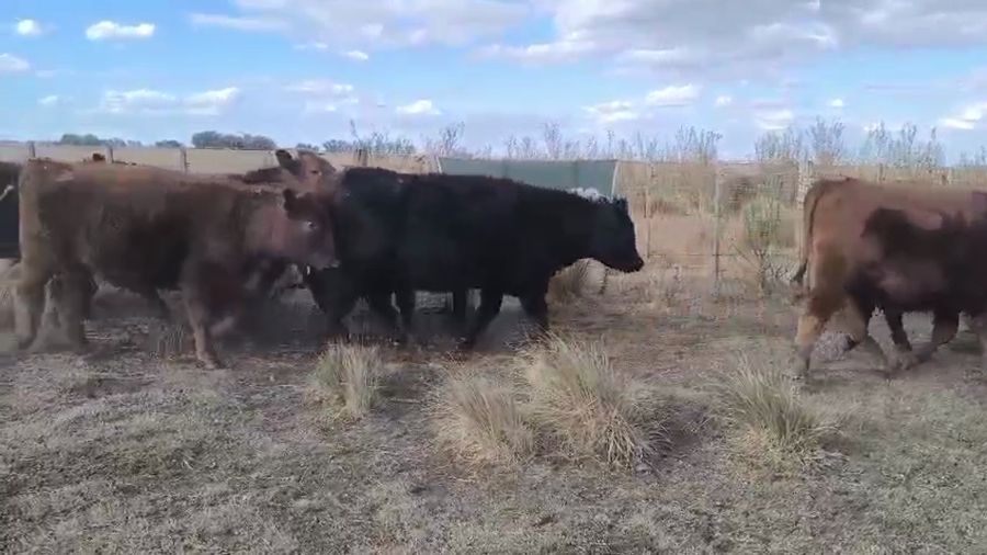 Lote 21 Novillos en OlavarrÍa