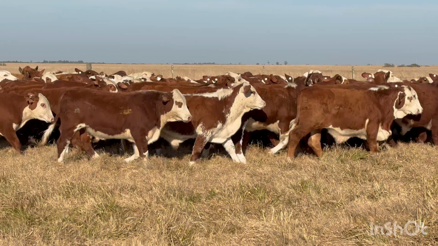 Lote 109 Terneros en Corrientes, Chavarría