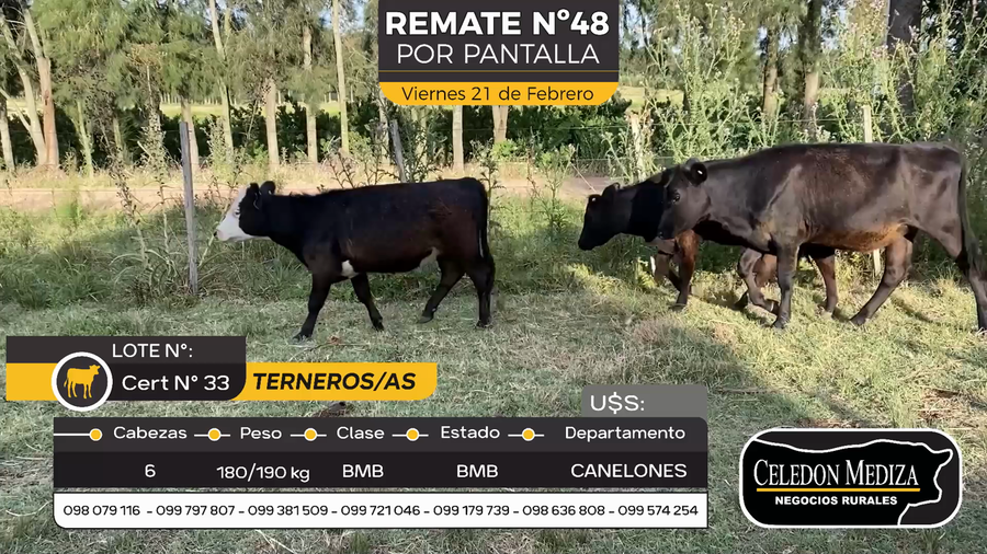 Lote 6 Terneros y Terneras en Otra Localidad, Canelones