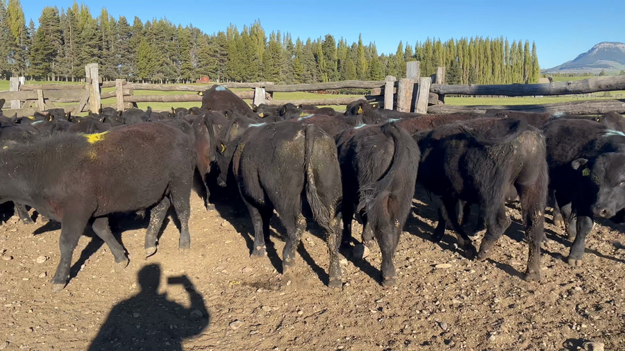 Lote 60 Ternero en Coyhaique, XI Región Aysén