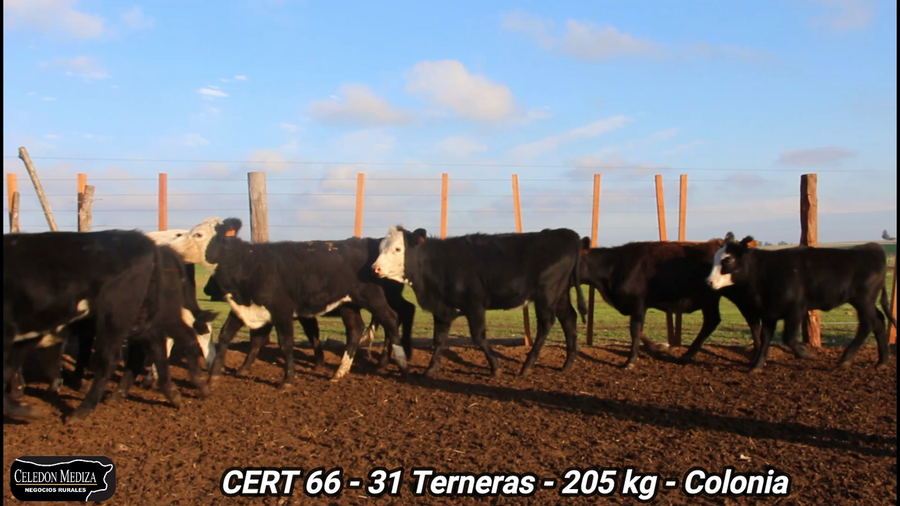 Lote 31 Terneras en La Horqueta, Colonia