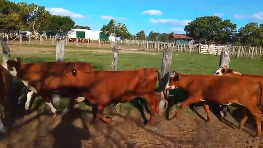 Lote 50 Terneras y Vaquillas en Corrientes, Curuzú-Cuatiá