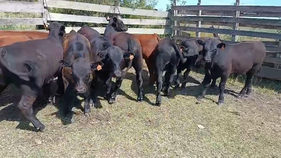 Lote 13 Terneros a remate en Ultima pantalla del año - Escritorio Camy, San José