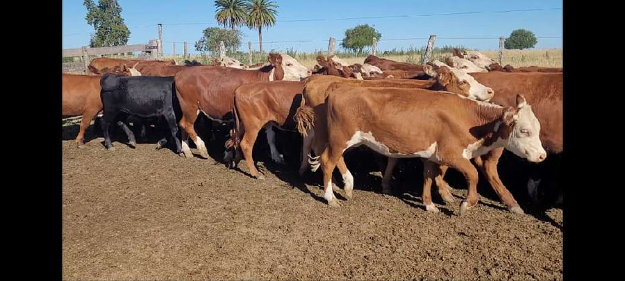 Lote 55 Novillitos y vaquillonas en Villaguay, Entre Ríos