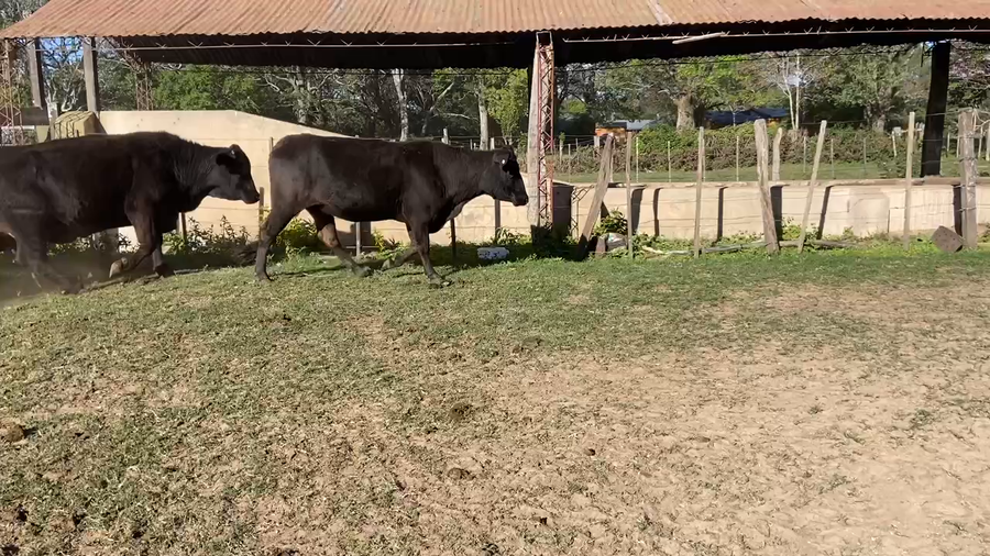 Lote 50 Vacas de invernar en Ituzaingó, Corrientes