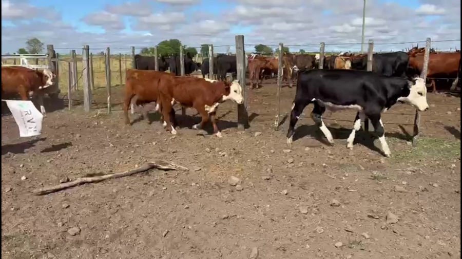 Lote TERNEROS