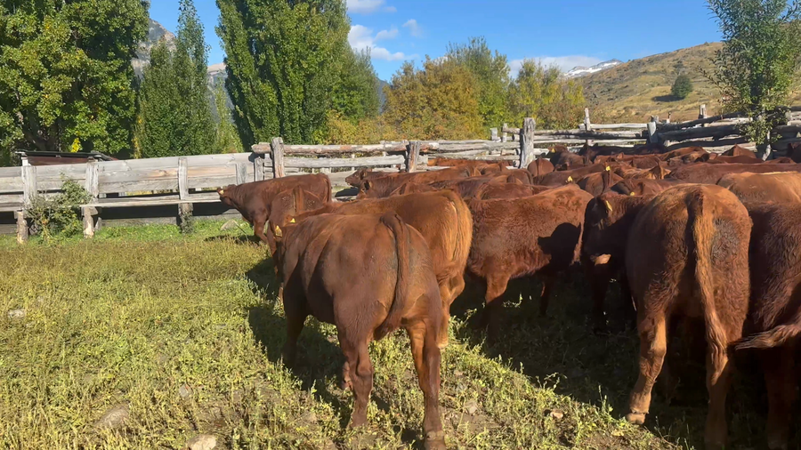 Lote 46 Ternero en Coyhaique, XI Región Aysén