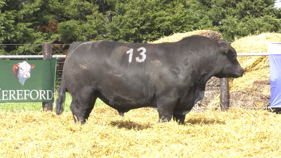Lote TOROS ANGUS PURO CONTROLADO