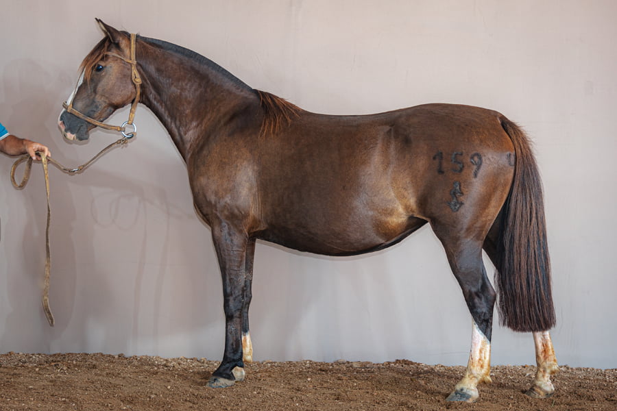 Lote El Cerro Antorcha - Cabaña Tacuari